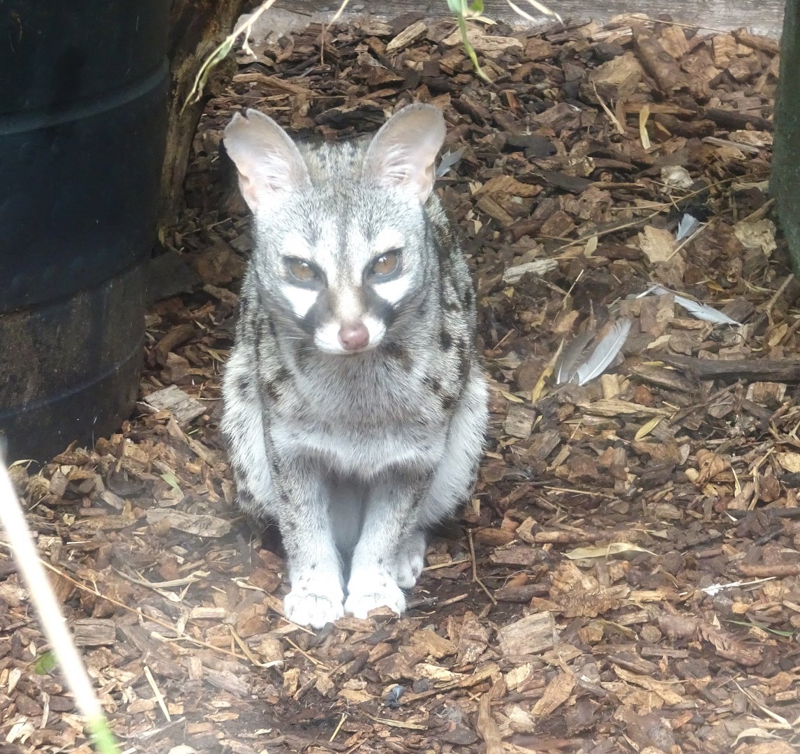One of the Common Genets, Wild Discovery, 2 August 2025