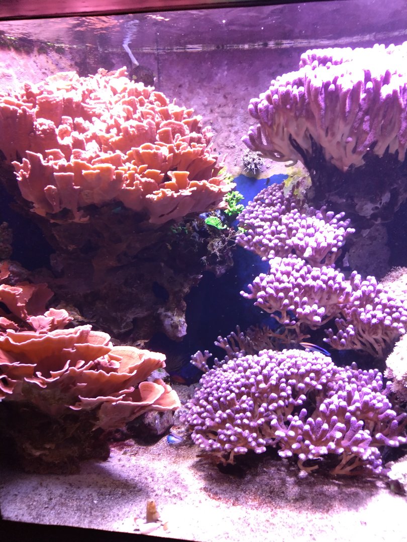 One of the coral tanks