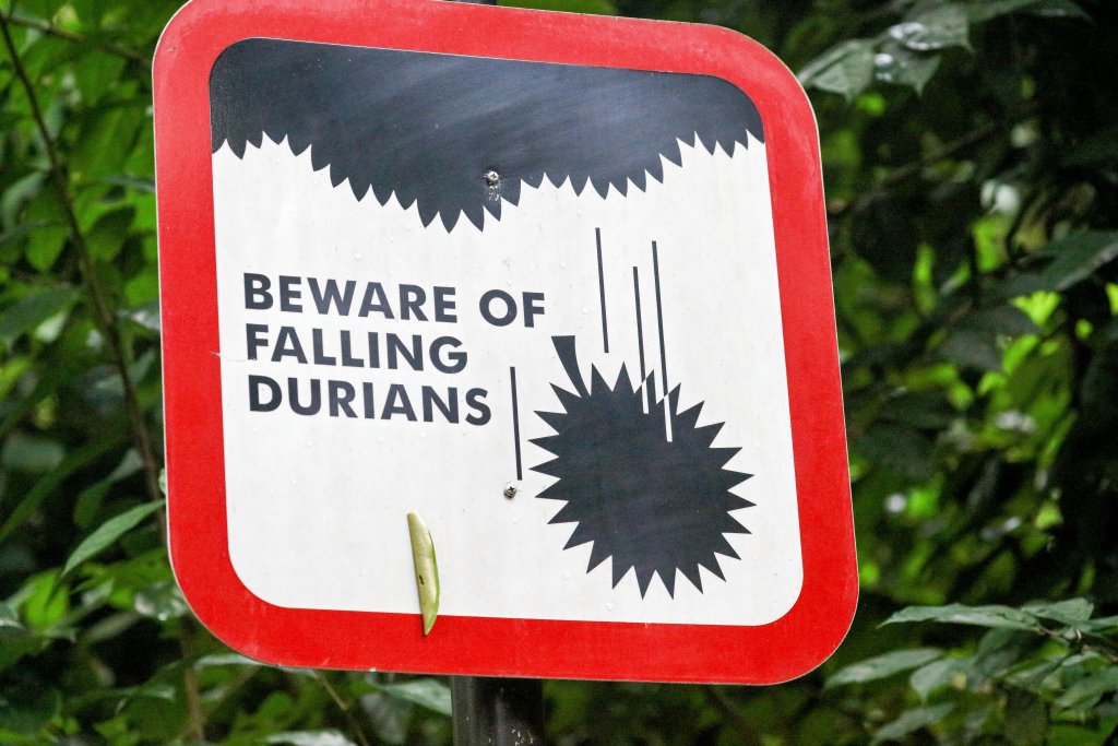 One of the dangers of birdwatching in Singapore forests