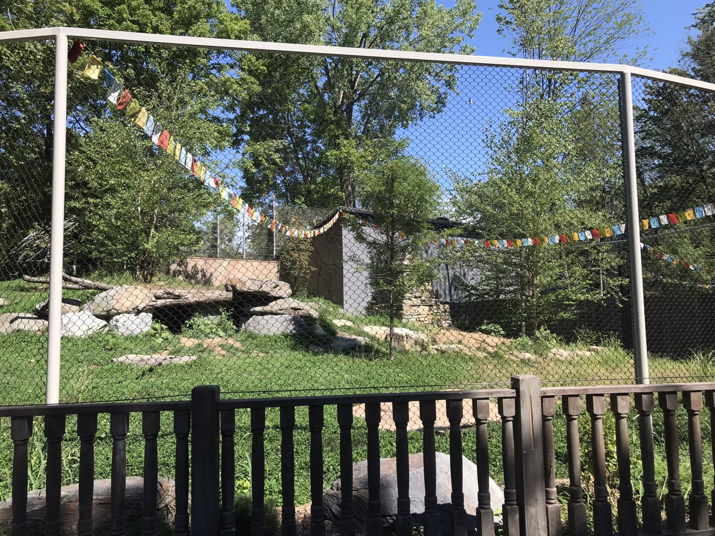 One of the dholes exhibit