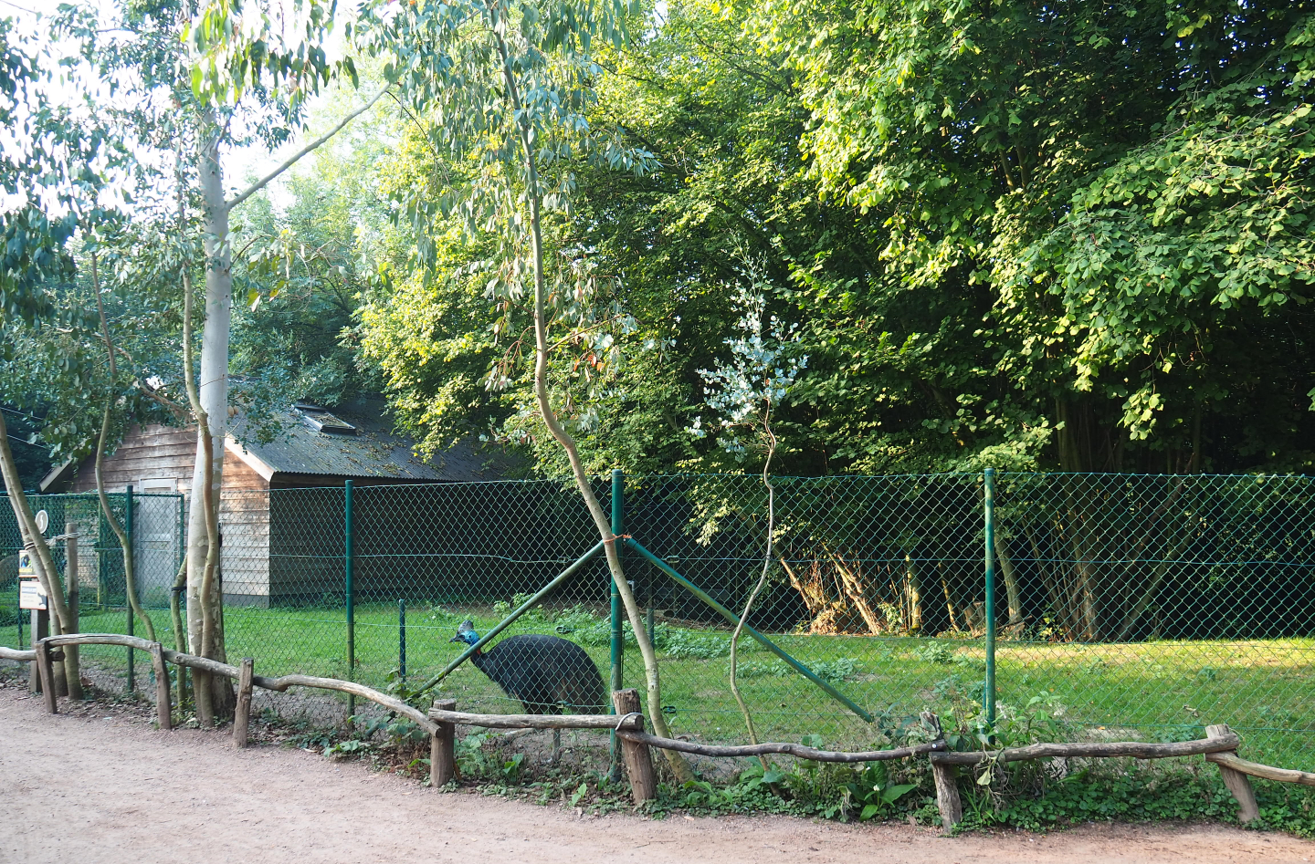 One of the Double-wattled cassowary paddocks, 2020-09-16