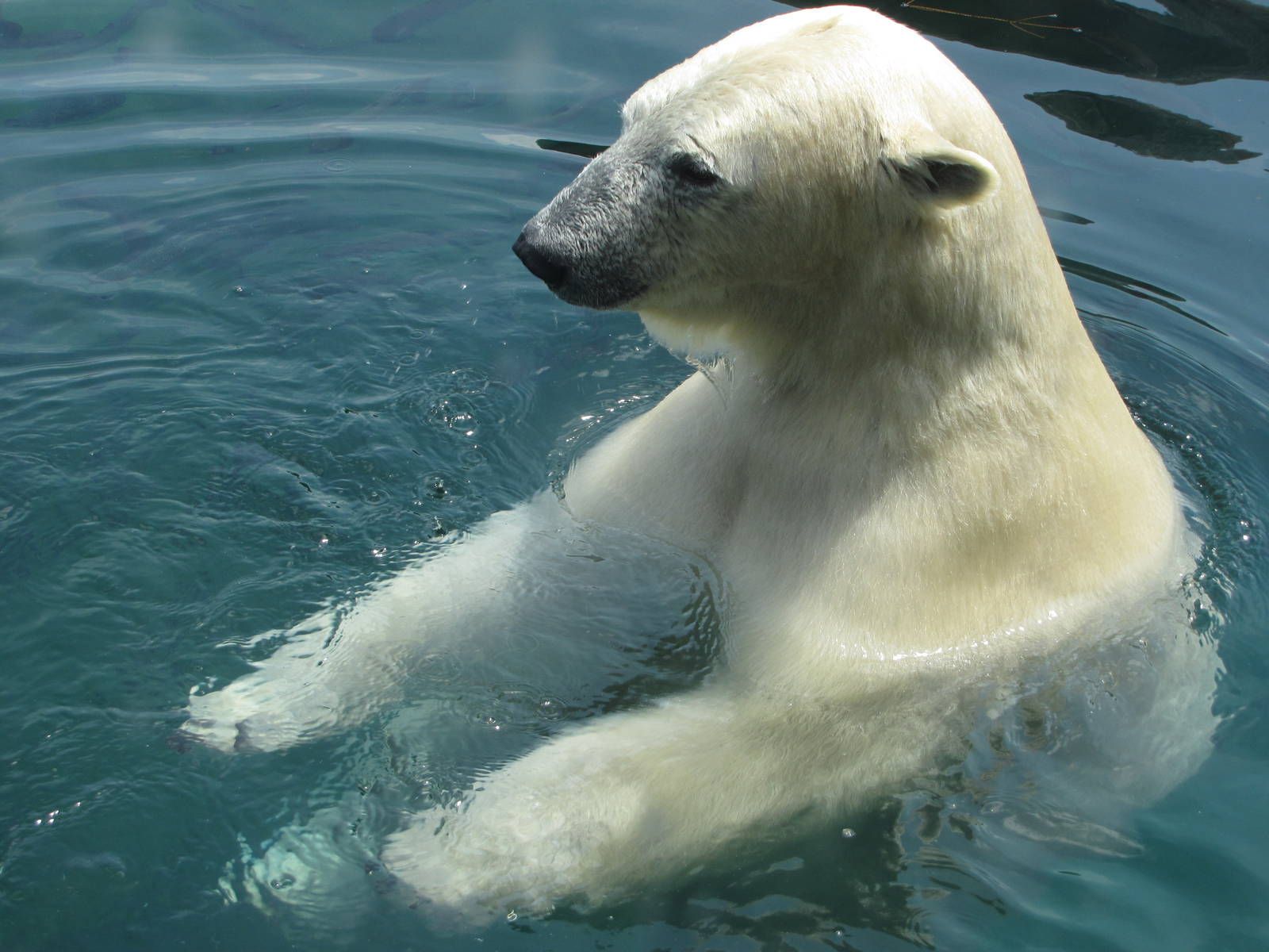 One of the Female Bear Relaxes