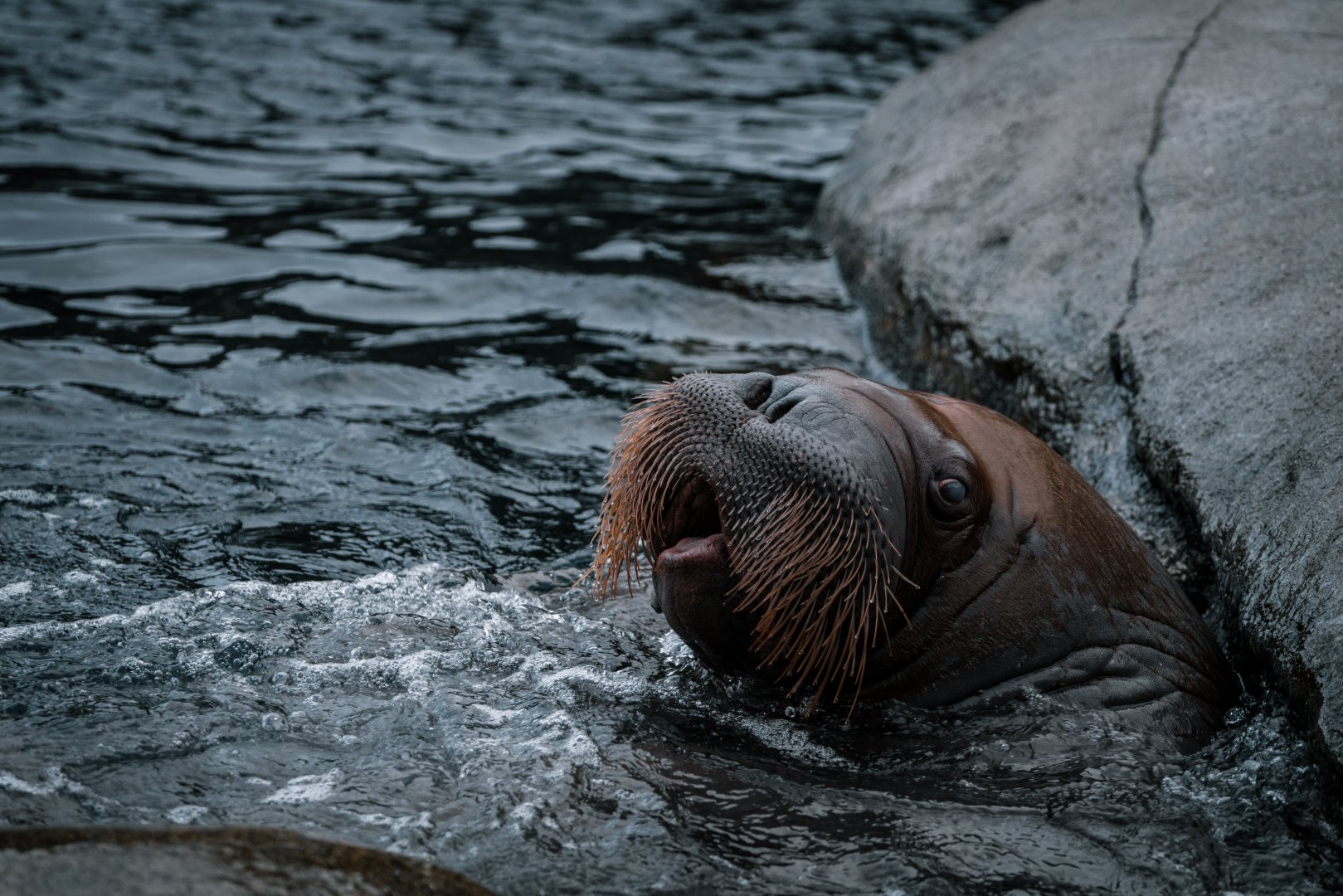 One of the female Walruses whistled loudly the entire time we spent in front of the enclousure.
