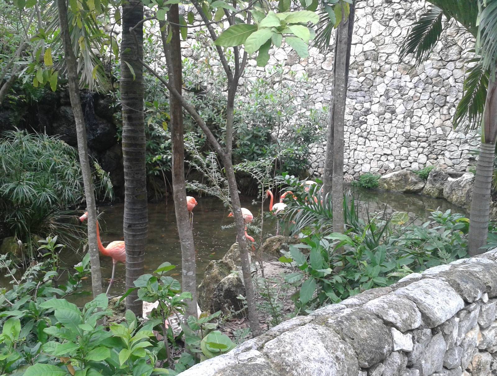 One of the Flamingo enclosures