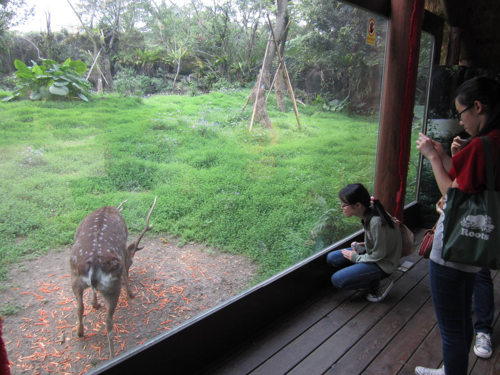 one of the Formosan Sika exhibit