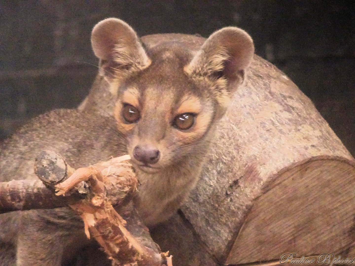 One of the fossa pups 5 October