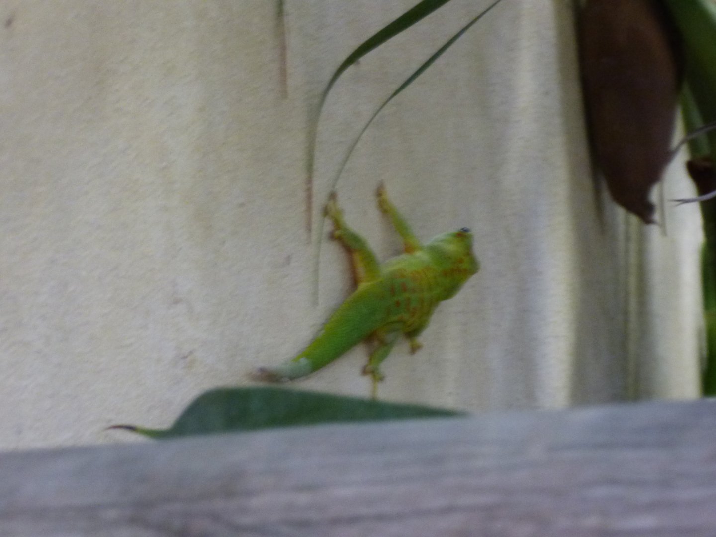 One of the free-roaming Giant Day Gecko's
