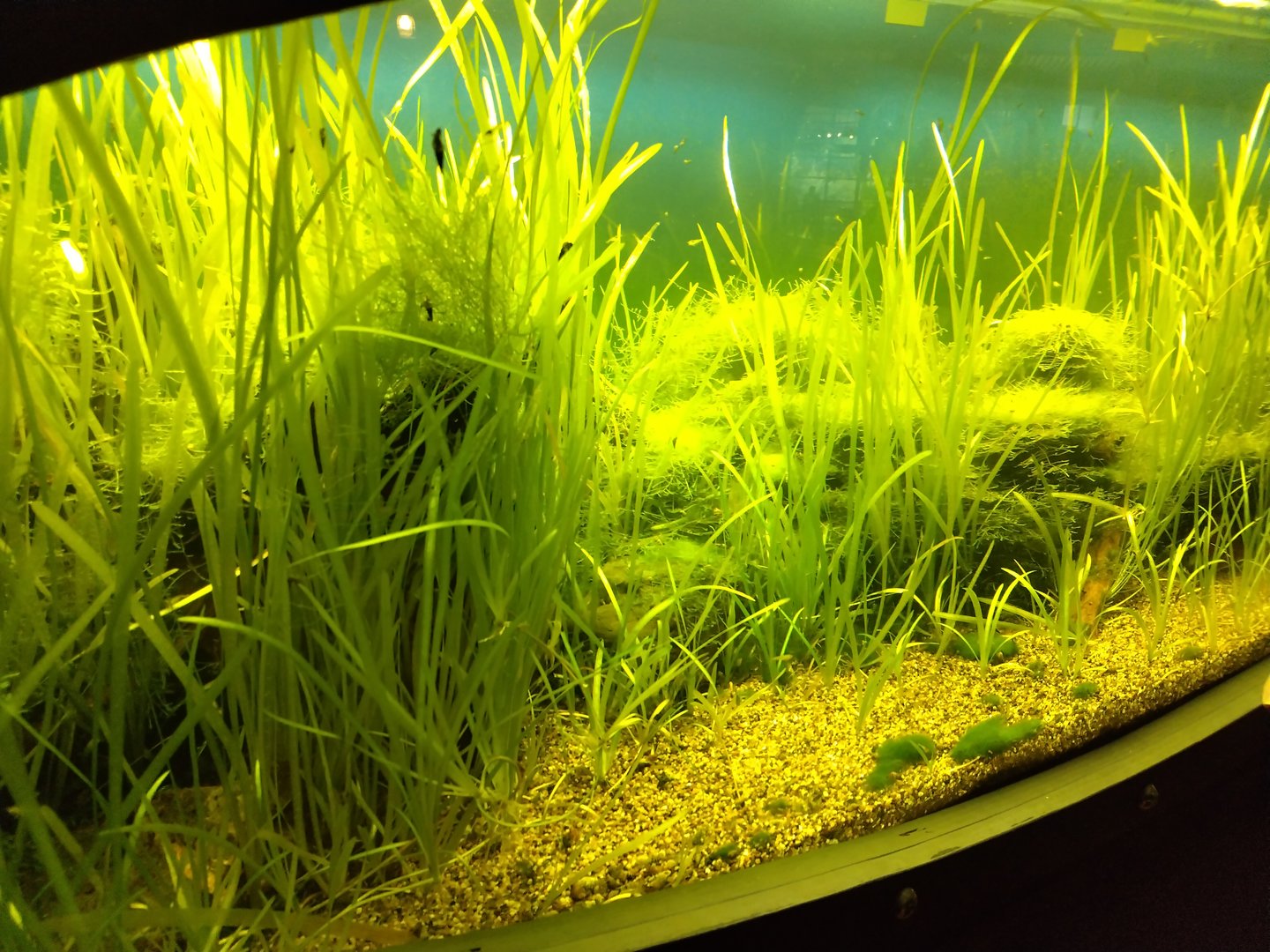 One of the freshwater aquariums