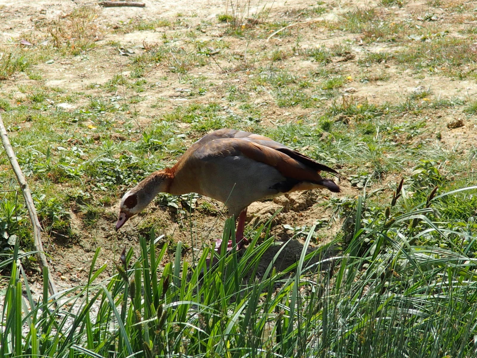 one of the geese spur winged I think.