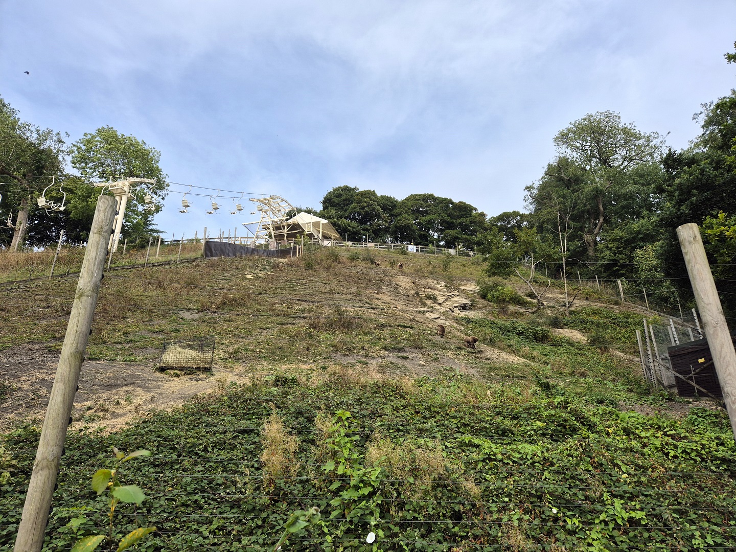 One of the gelada enclosures.