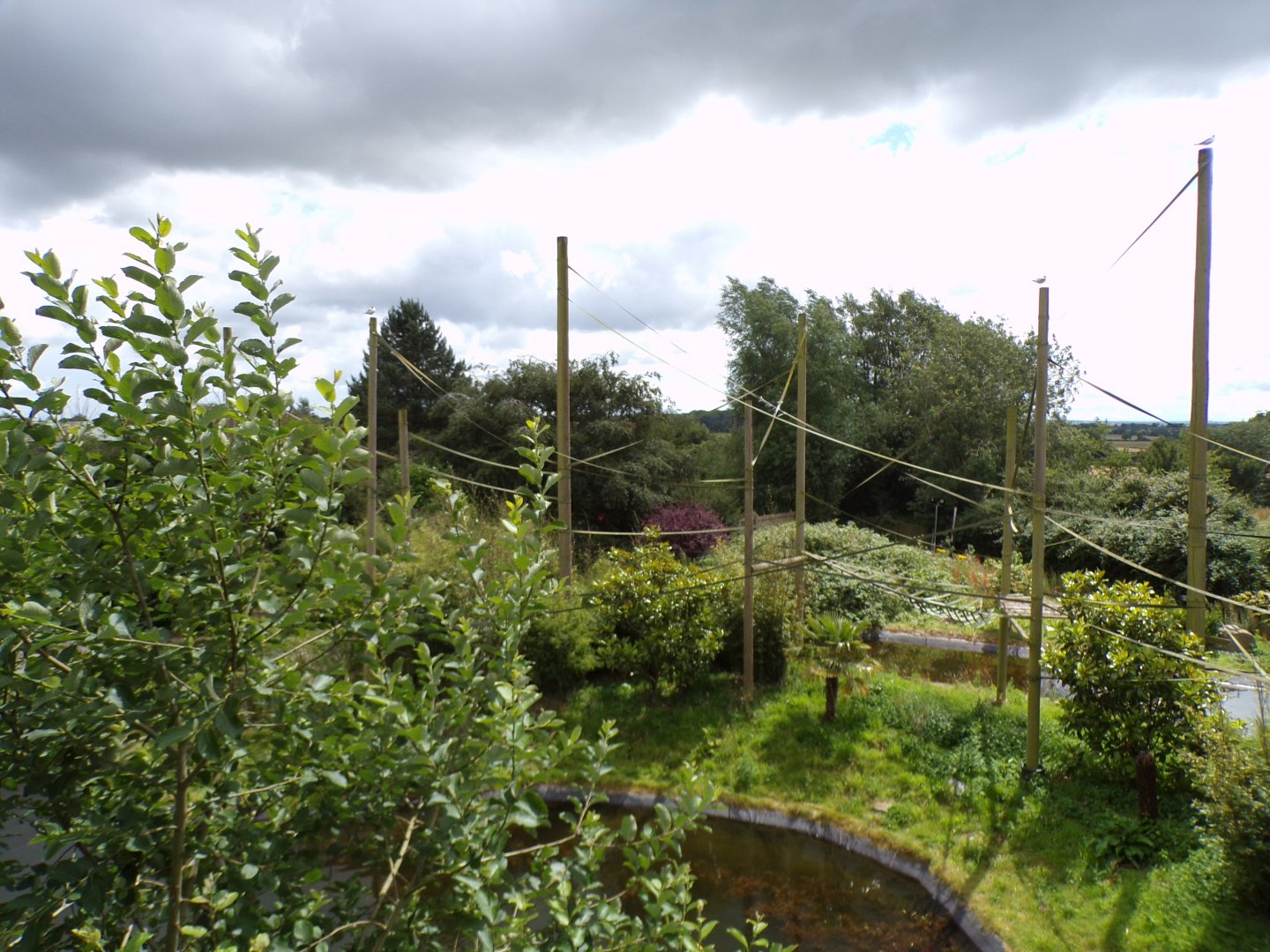 One of the gibbon forest islands 7.7.24