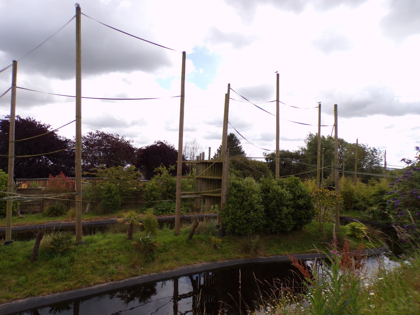 One of the gibbon forest islands 7.7.24