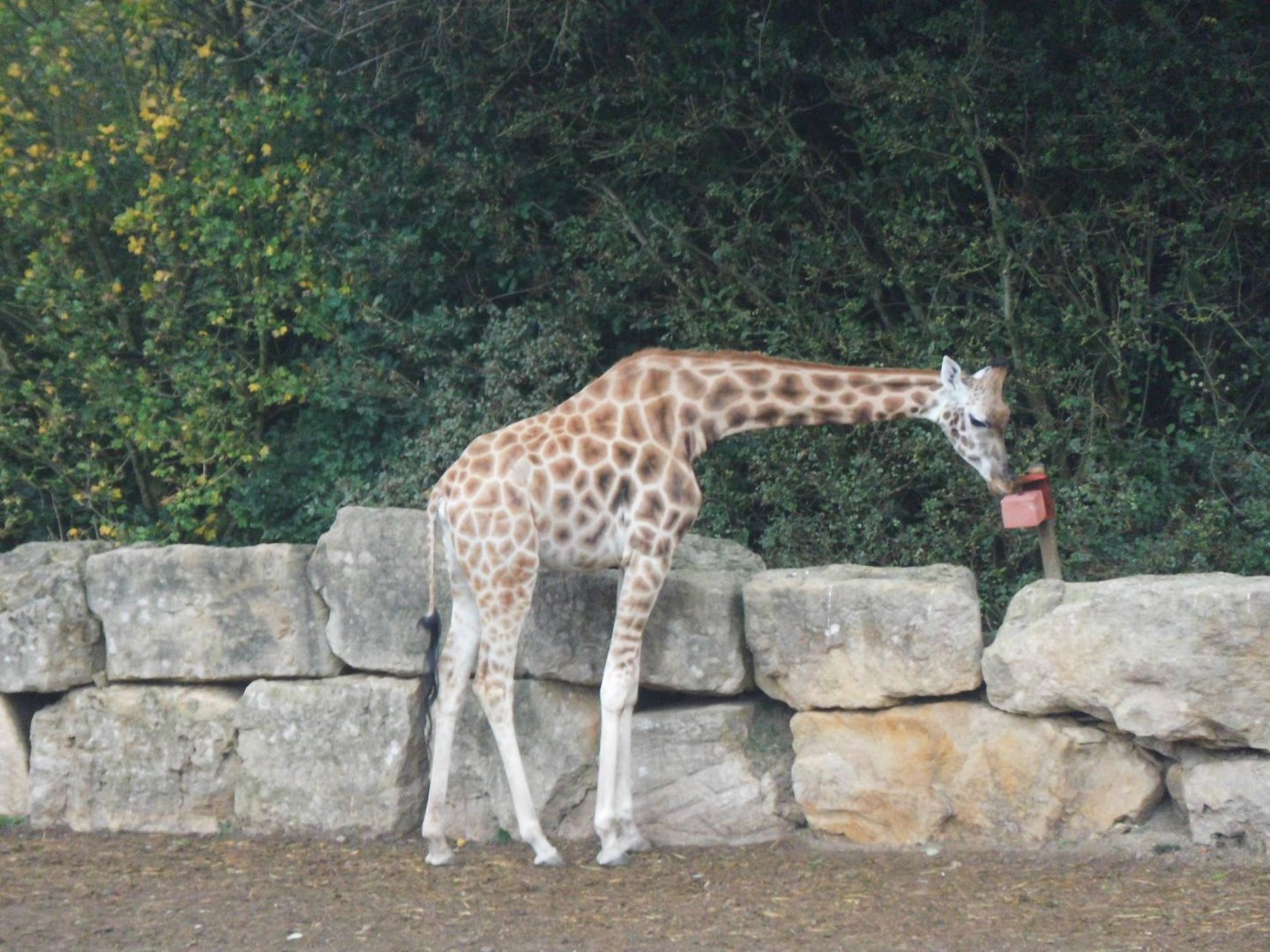 One of the giraffes
