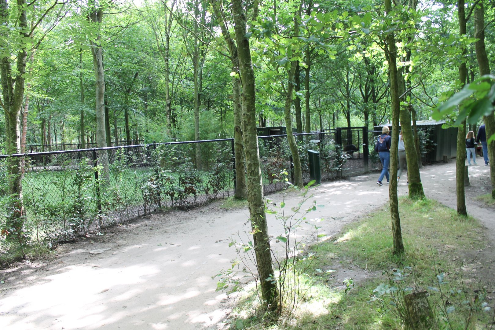 One of the Golden-necked cassowary-enclosures