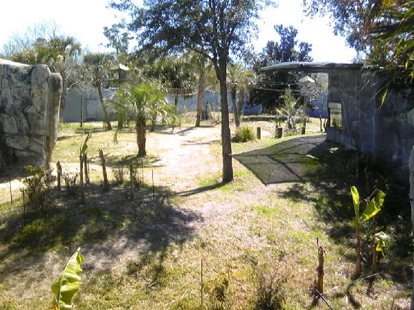 One of the gorillas exhibit