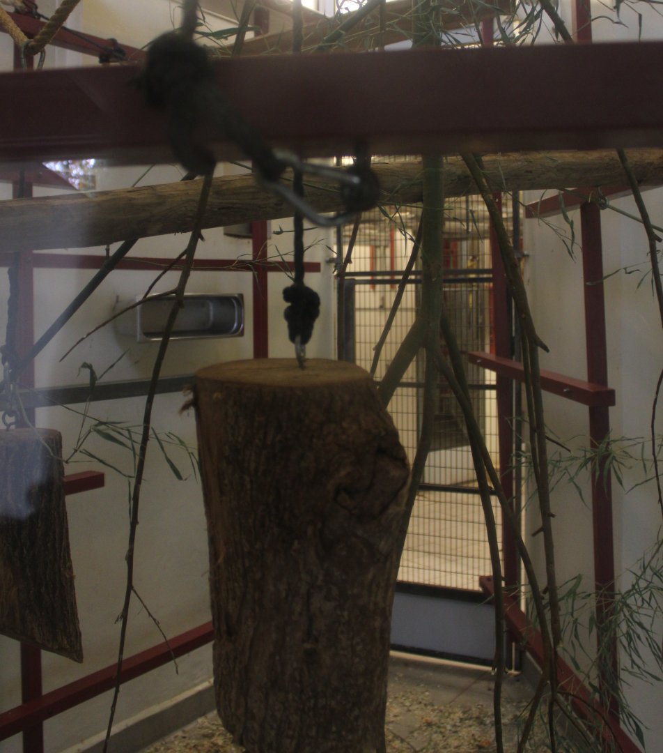 One of the indoor-enclosures Bolivian squirrel monkey's