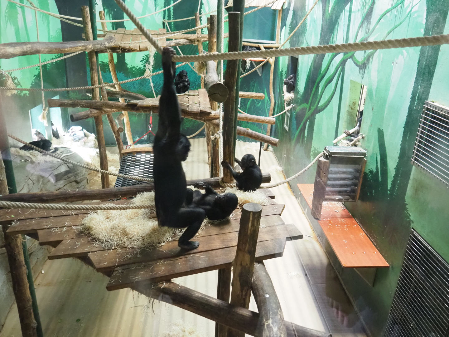One of the indoor exhibits for the bonobos, 2022-04-12
