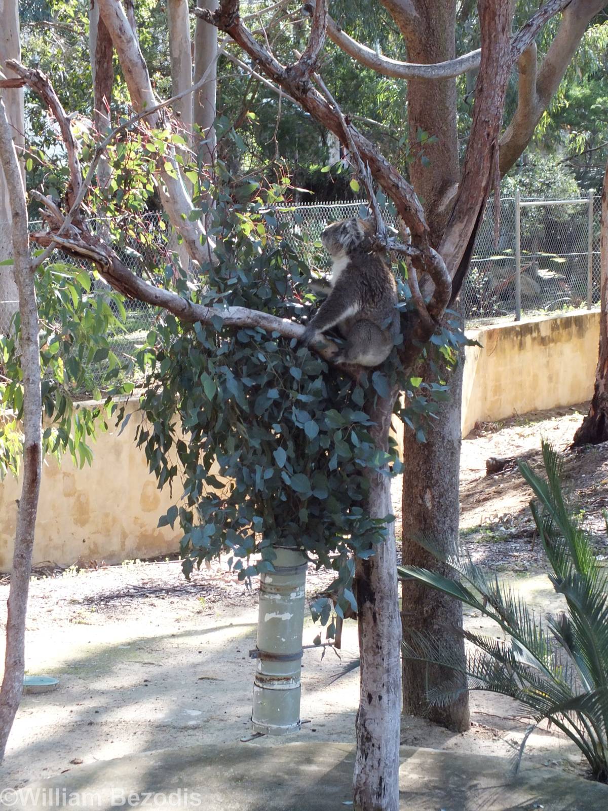 One of the Koala Feeding Areas - Yanchep National Park Koala Enclosure