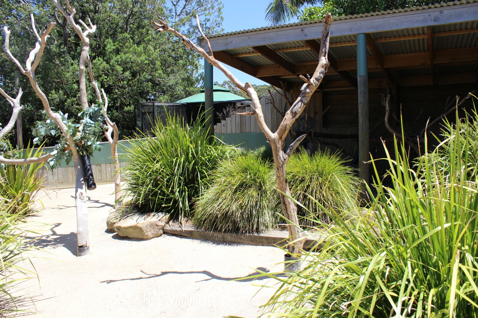 One of the 'Koala Sanctuary' Outdoors Enclosure