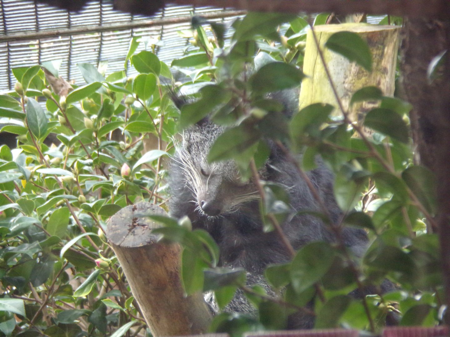 One of the last photos I got of the Binturong 16.2.24