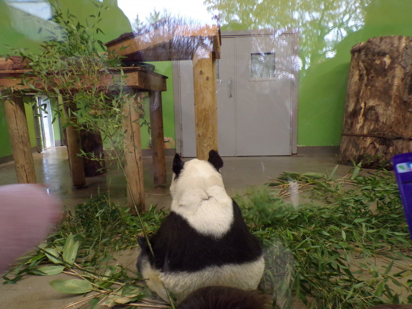 One of the last photos I got of Yang Guang 19.11.23
