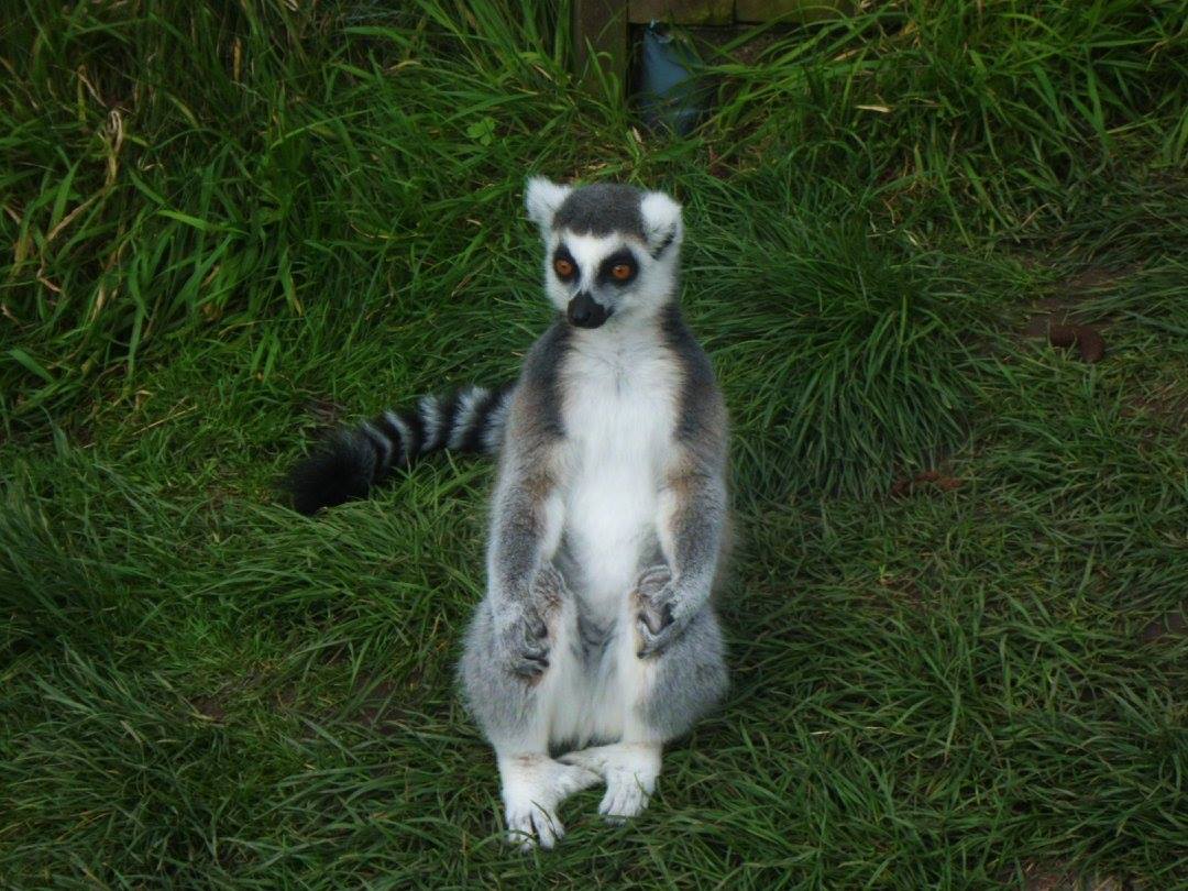 One Of The Lemurs
