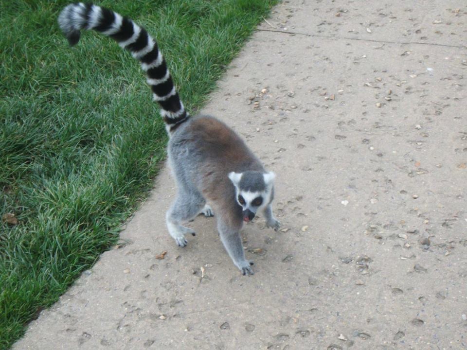One of the Lemurs