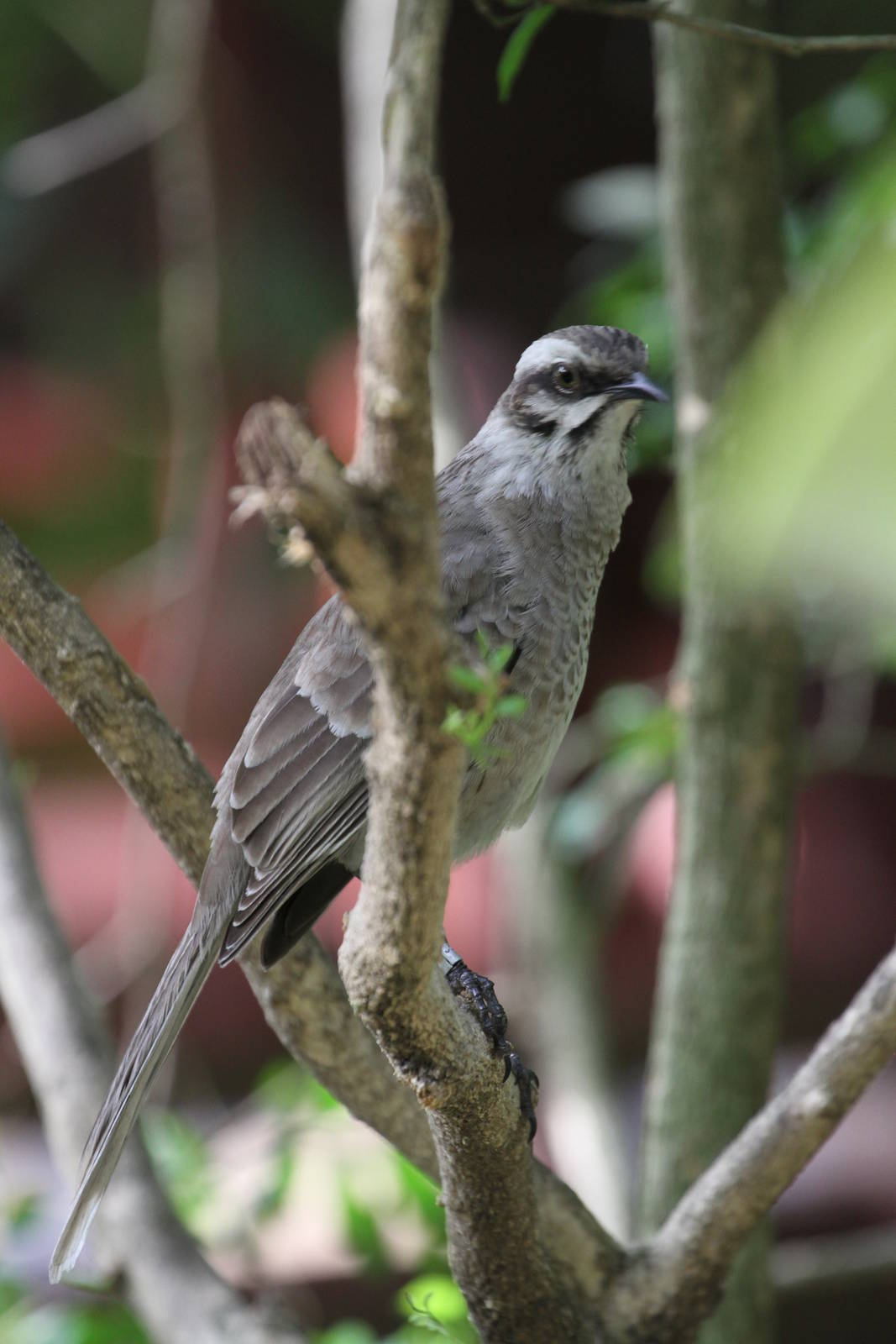 One of The Less Colourfull Asian Birds?