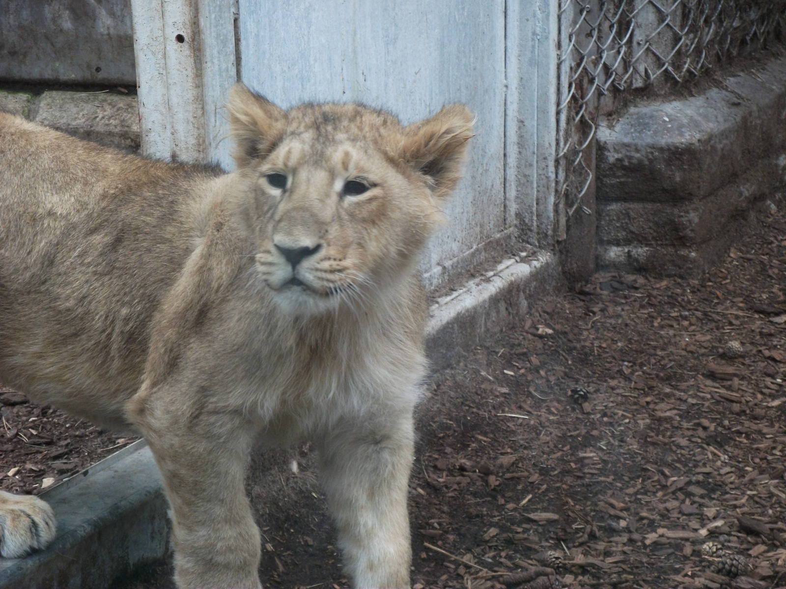 one of the Lion cubs