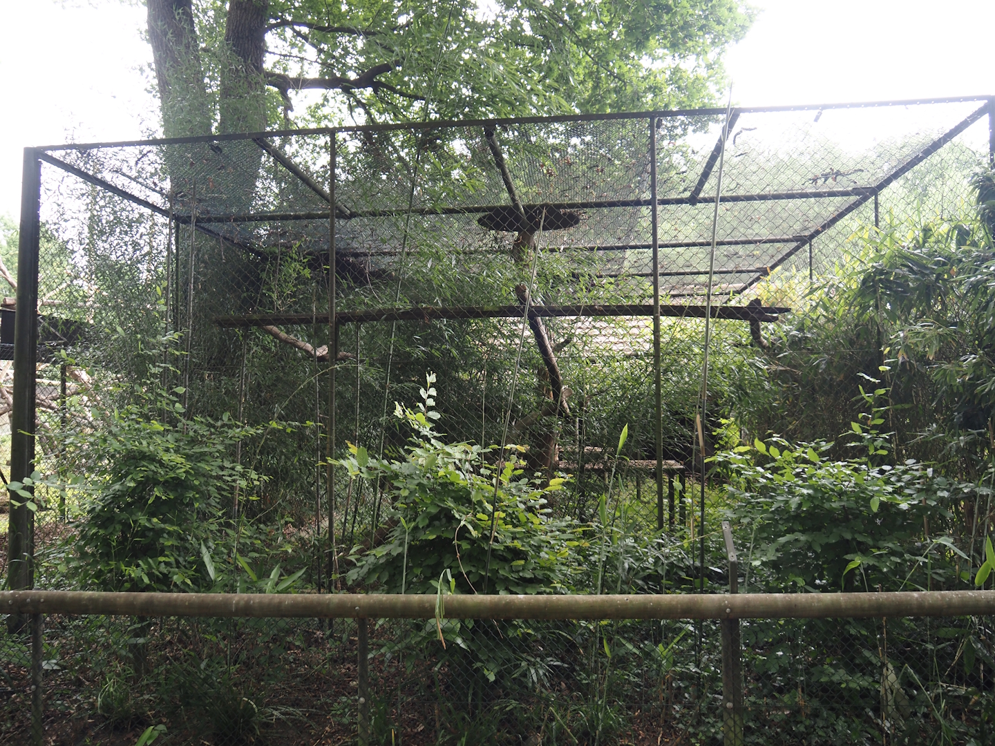 One of the Lion-tailed macaque exhibits, 2025-05-22