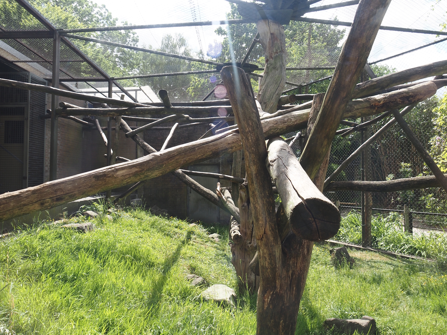 One of the Lion-tailed macaque exhibits, 2025-05-22