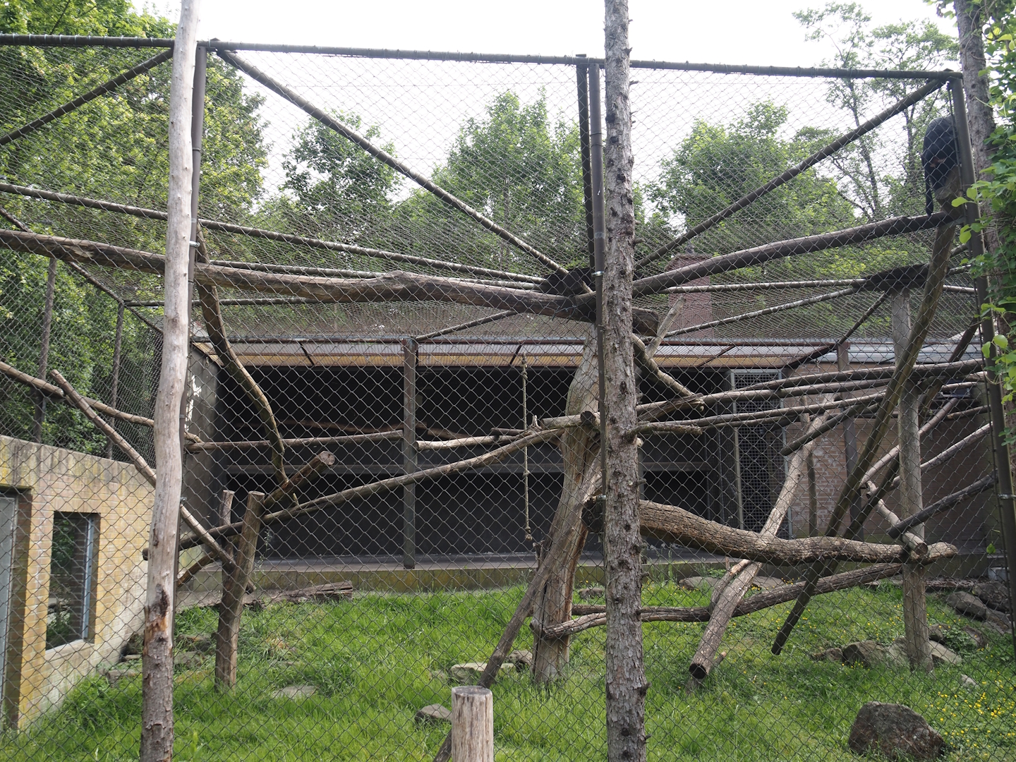 One of the Lion-tailed macaque exhibits, 2025-05-22