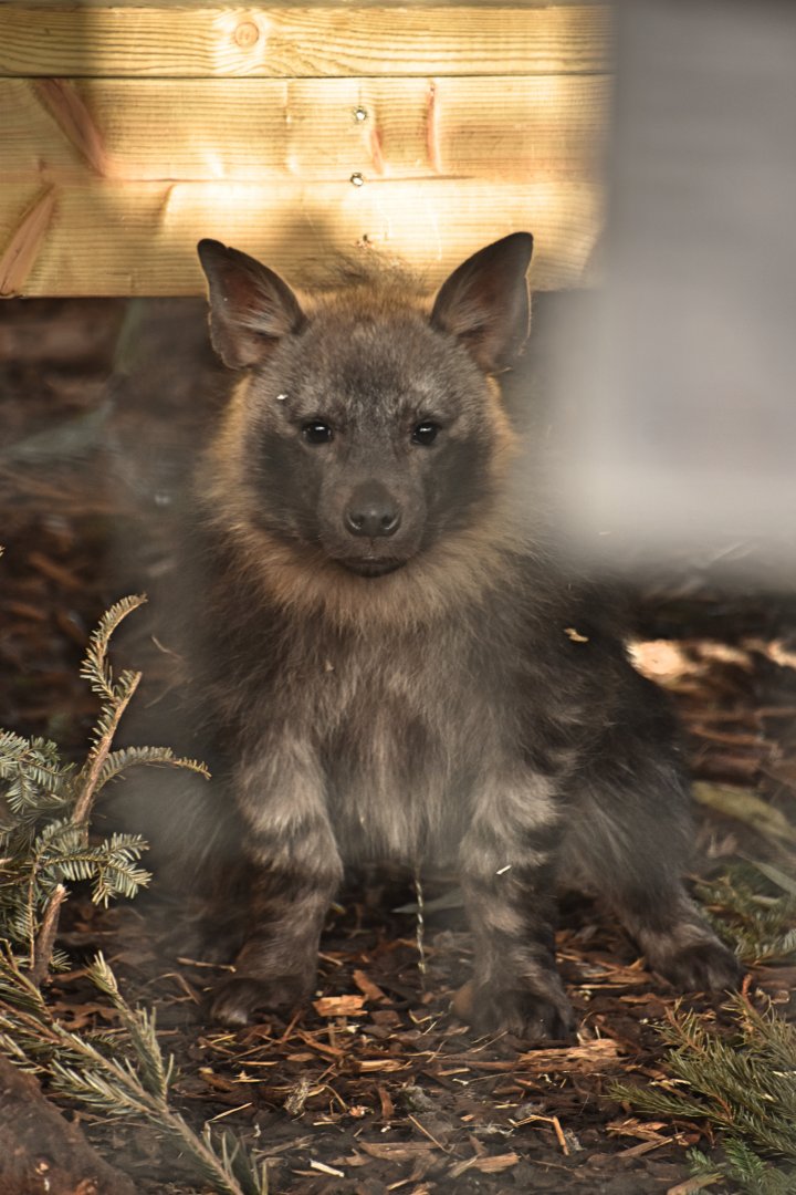 One of the male Brown hyena pups