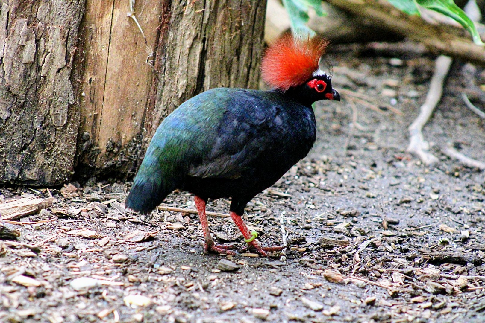 One of the Male Crested (Wood) Partridges [May 26, 2022]