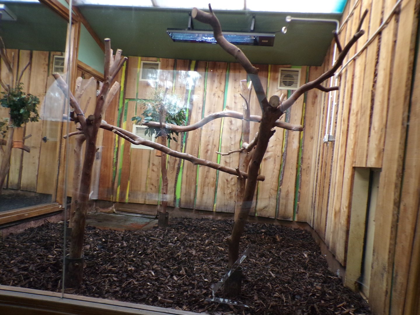 One of the male koala enclosures  11.3.23