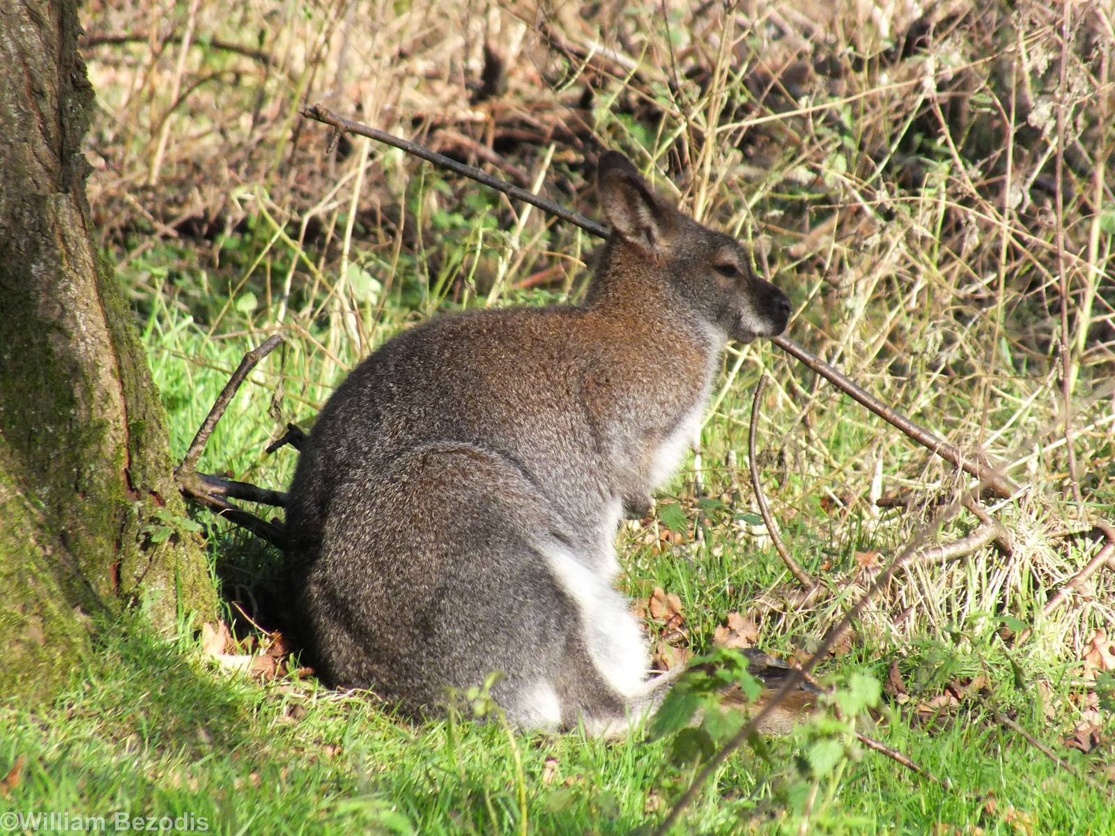 One of the Many Free-roaming Wallabies
