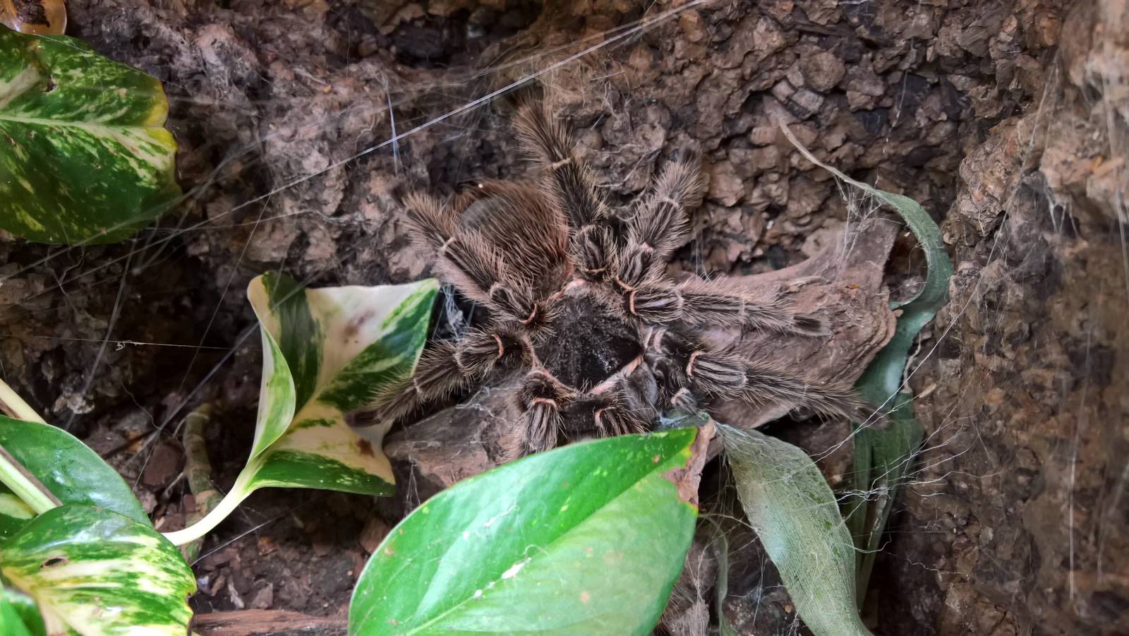 One of the many spider species in the insect house