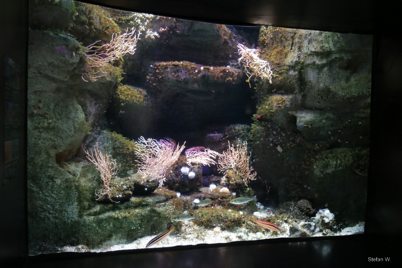 One of the Mediterranean Sea tanks