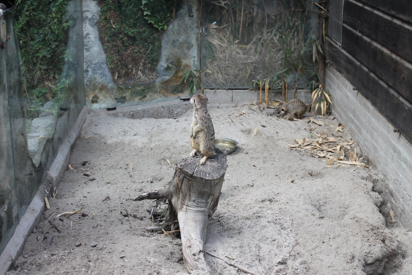 One of the Meerkat-enclosures
