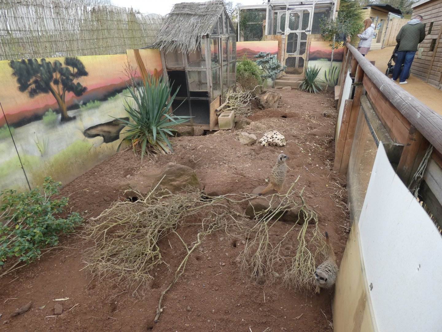 One of the Meerkat exhibits