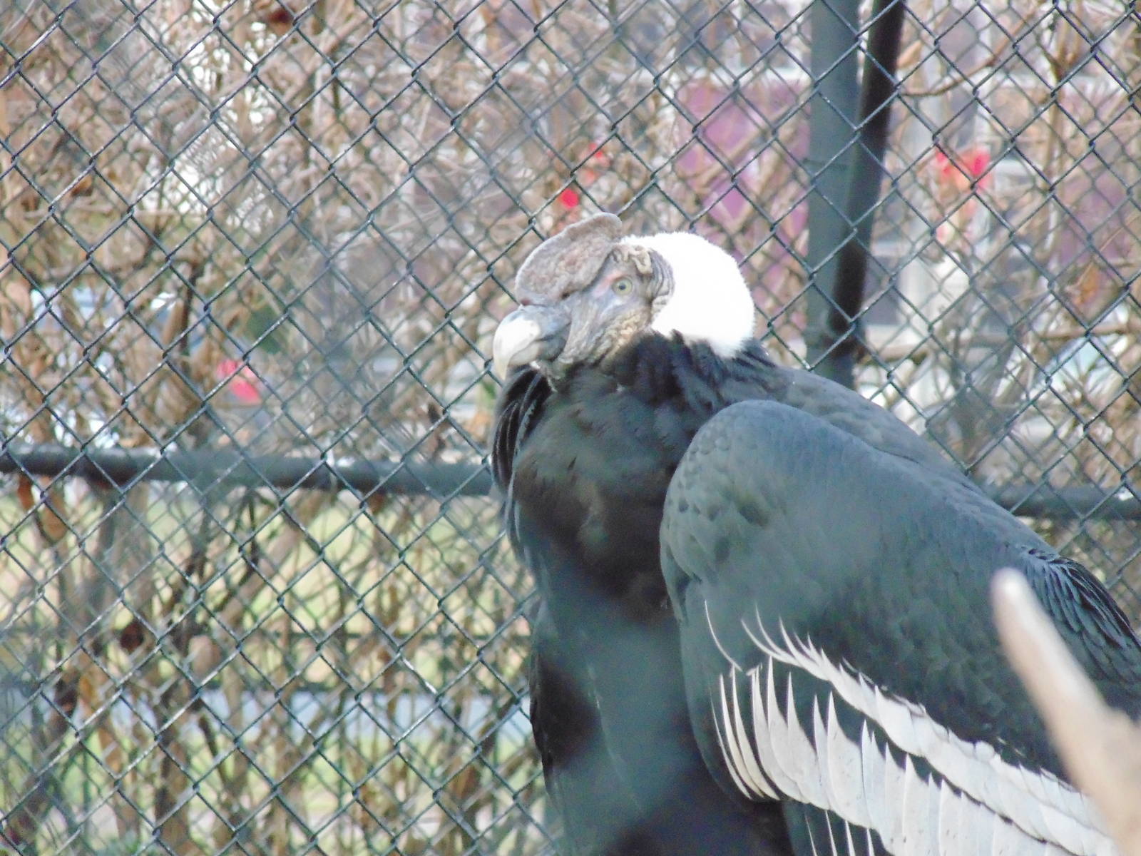 One of the new Andean Condor