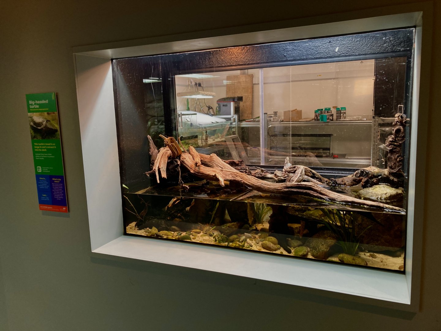 One of the new Big headed turtle exhibits