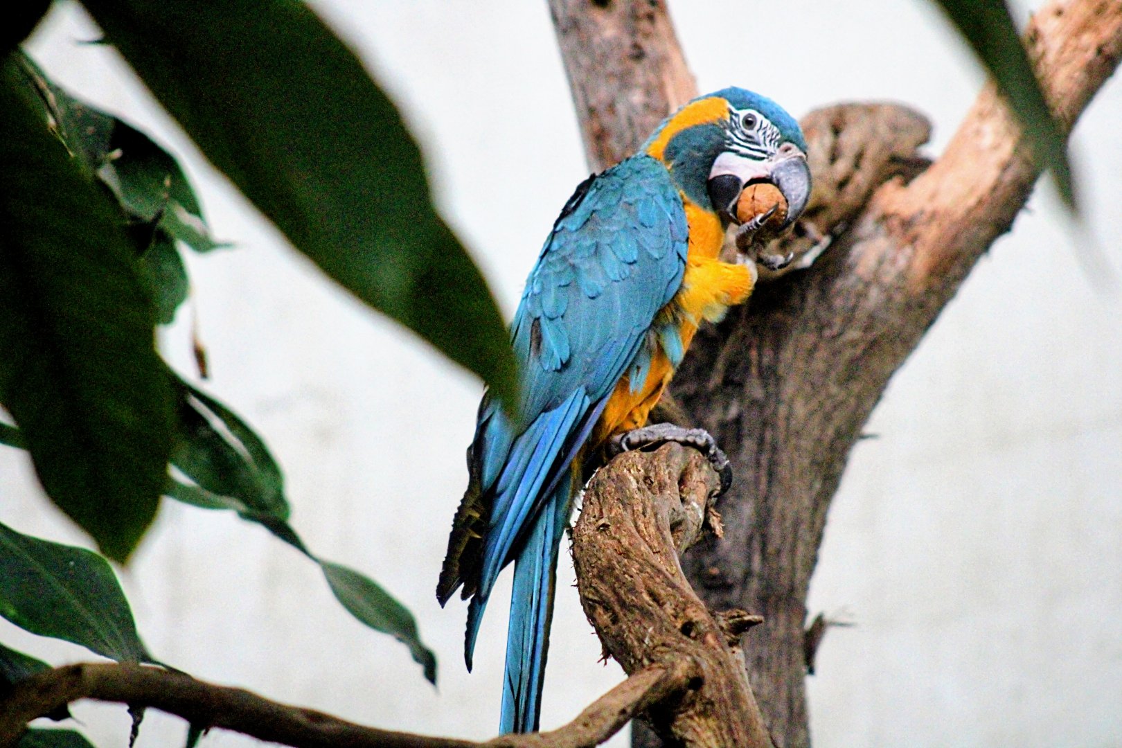 One of the New Blue-throated Macaws (08/24/2022)