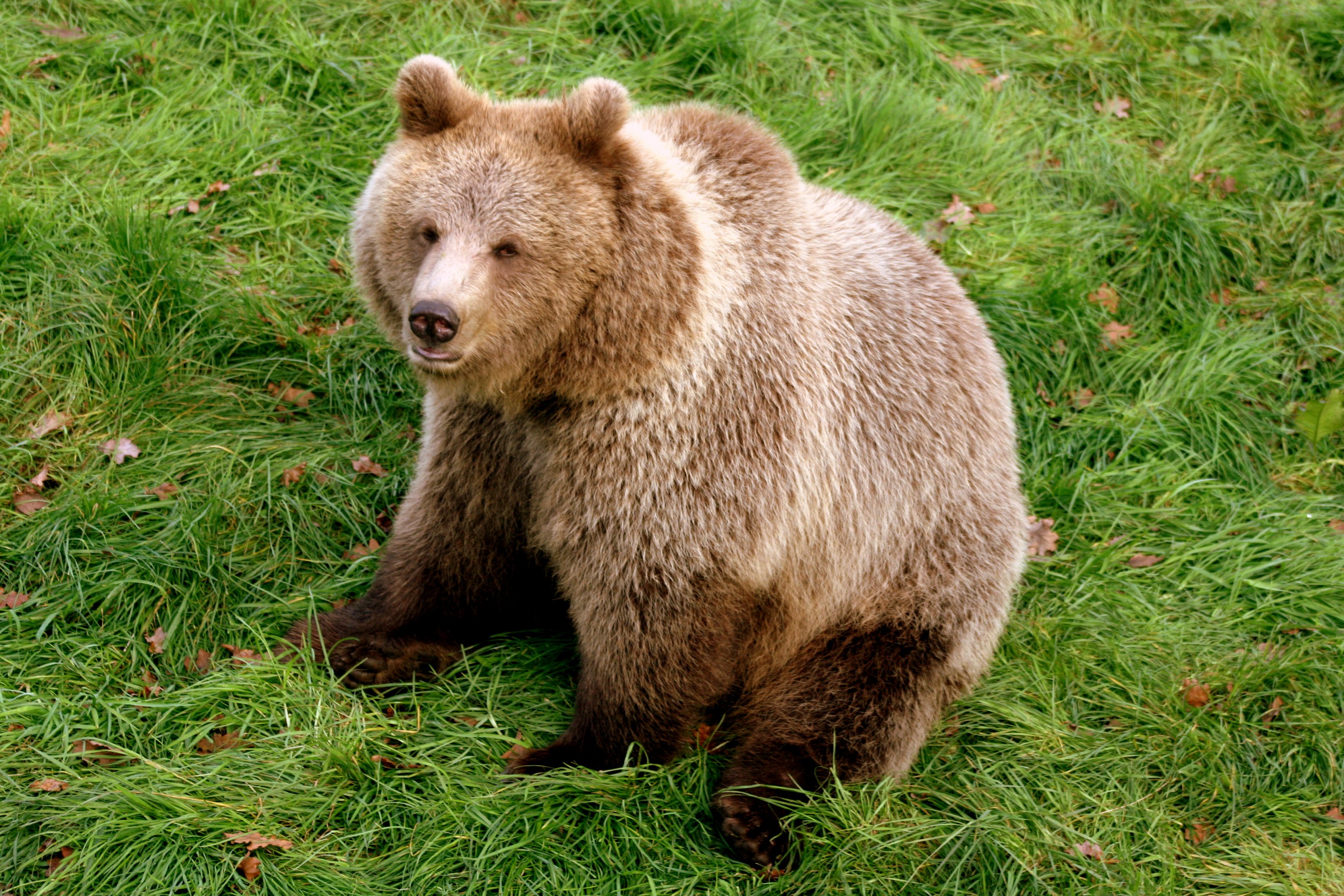 One of the new brown bears; Whipsnade; 3rd November 2017