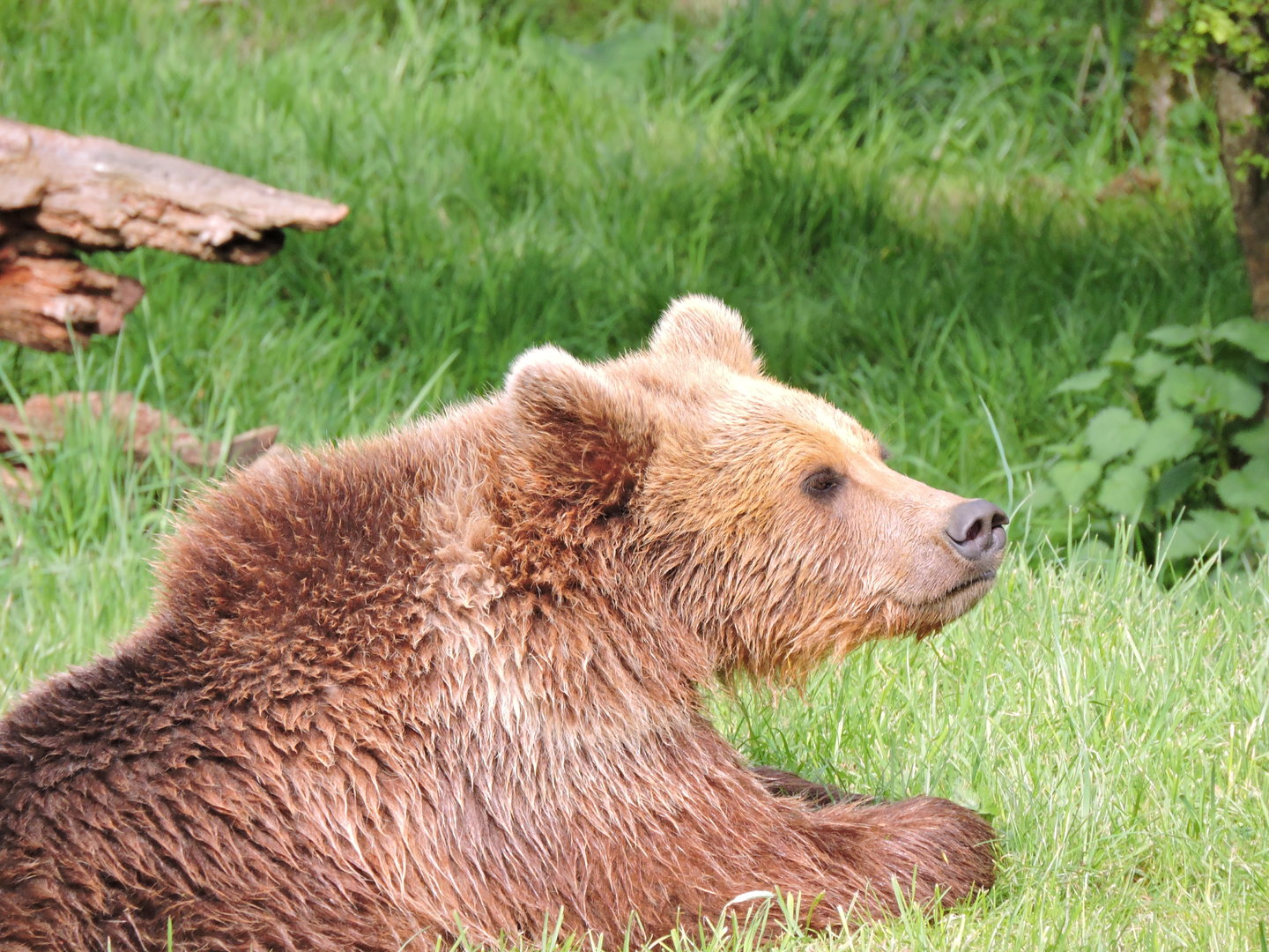 One of the new Brown Bears