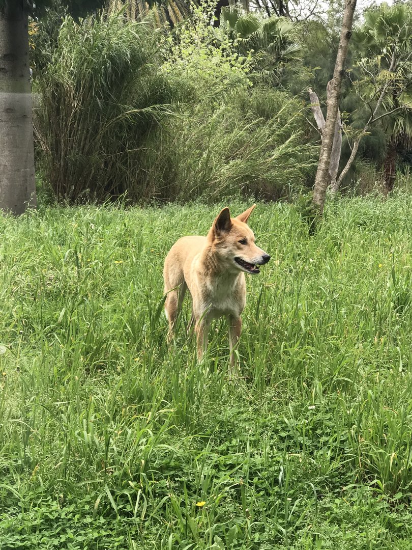 One of the new dingoes