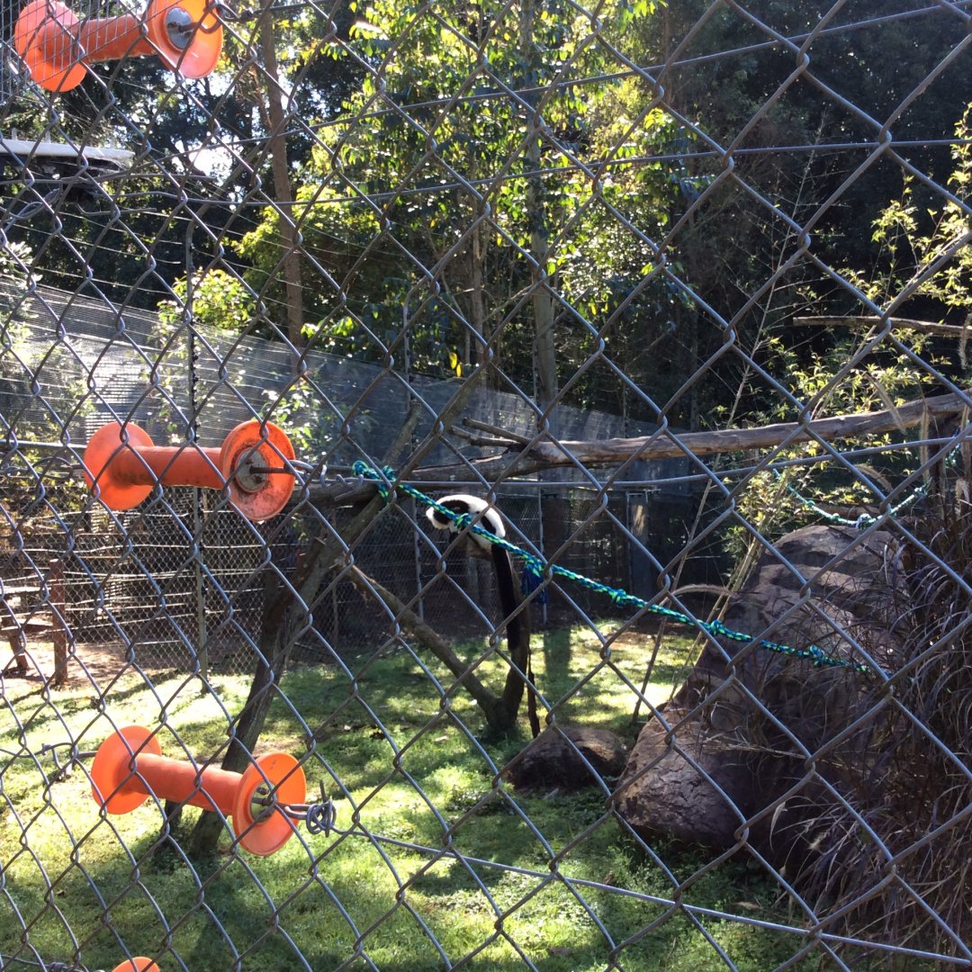 One of the new Ruffed Lemurs