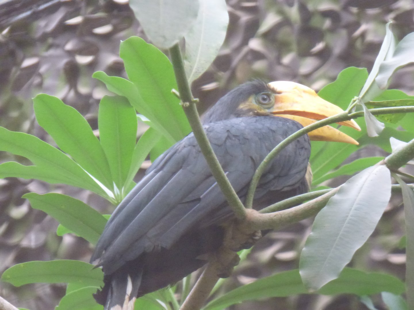 One of the new Sunda Wrinkled Hornbill