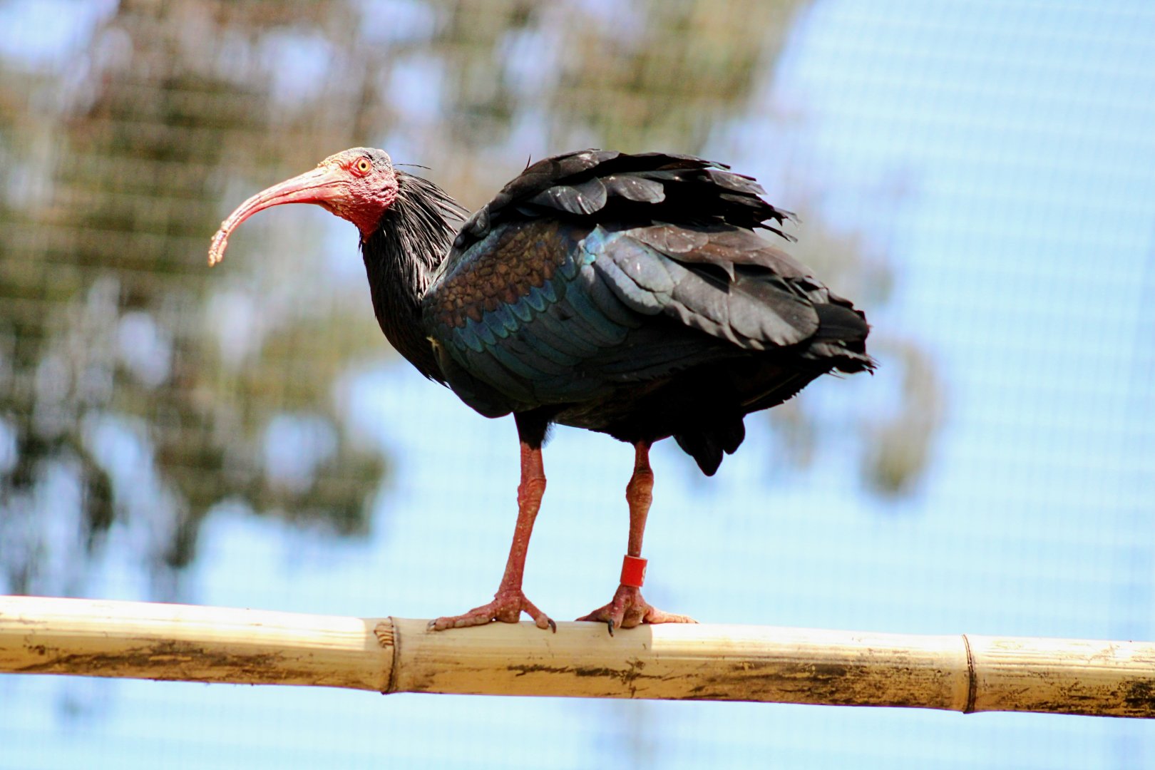 One of the Northern bald (Waldrapp) Ibises [May 26, 2022]