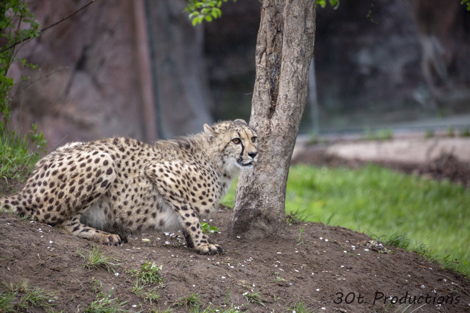 One of the one year old cheetah cubs
